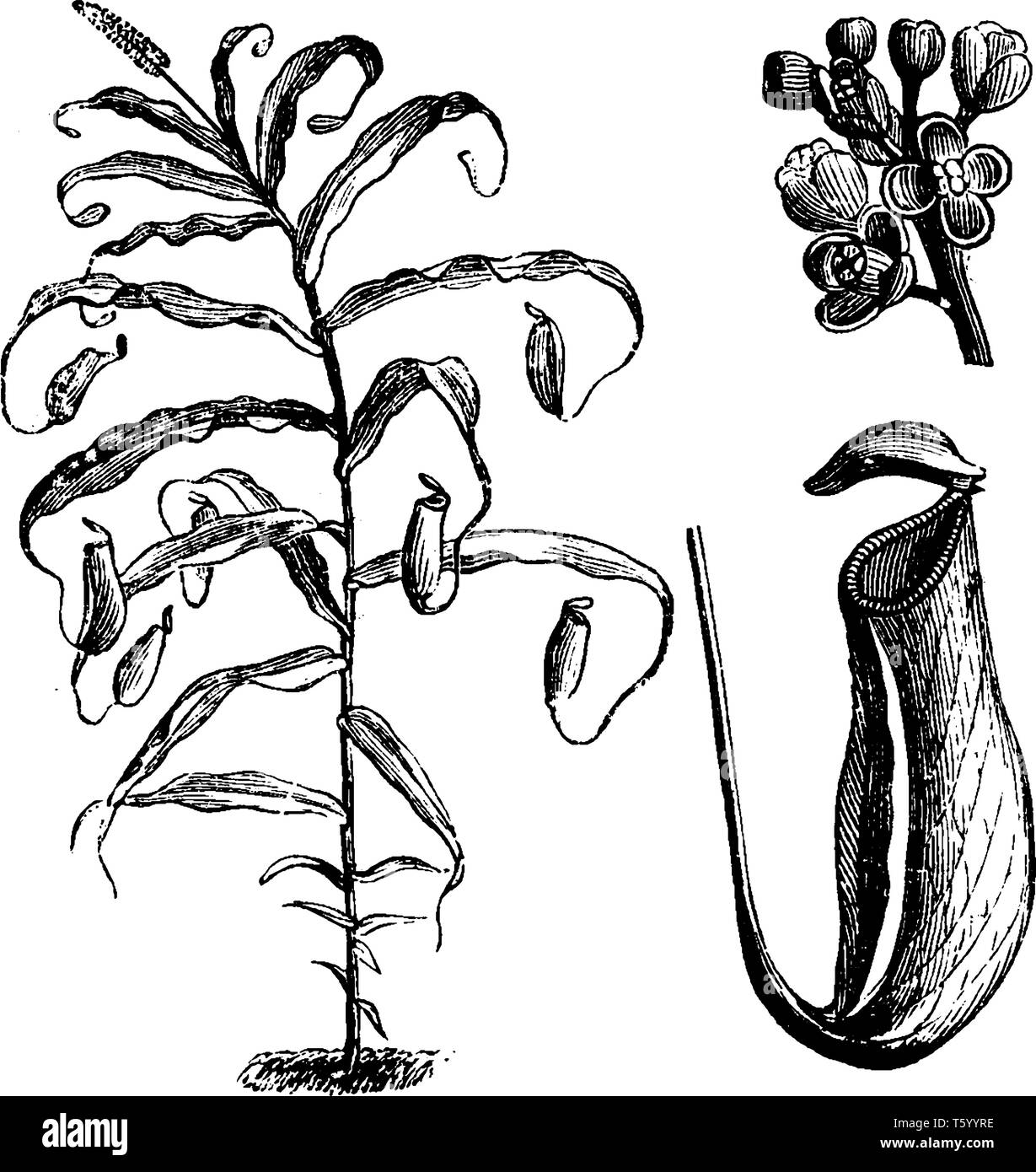 Das Bild zeigt den Teil der Blume mit ihren wichtigsten Zweig oder komplizierte Anordnung der Zweige auf die Oberseite von ihm und diesem Werk auch bekannt als Stock Vektor