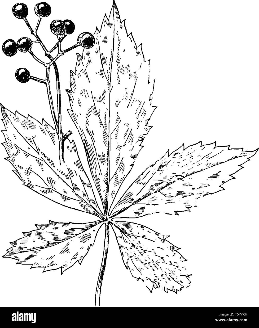 Das Bild von Blättern und Früchten von Virginia Creeper gefunden in Mittel- und Osteuropa Nordamerika, vintage Strichzeichnung oder Gravur Abbildung. Stock Vektor