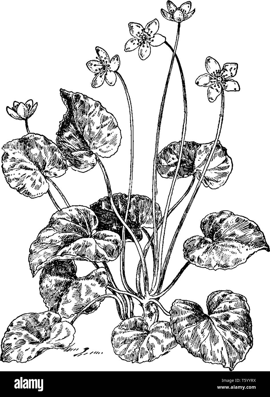 Ein Bild von einem Dalibarda Repens. Dies ist aus der Familie der Rosaceae. Die Blätter sind herzförmig. Die Blüten sind klein und die angeschlossenen einzudämmen. Die Stiele sind Stock Vektor