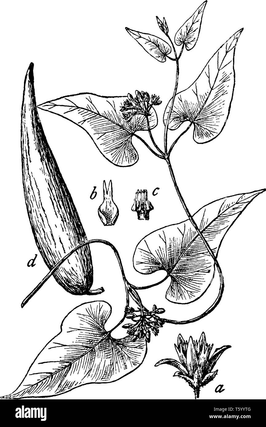 Das Bild zeigt 1. Blume 2. Krone-Spitze durch einen 2-cleft awn 3. Staubblatt - Rohr, 4. Follikel oder Saatgut-Pod. Alle Teile sind Sand Reben, vintag Stock Vektor