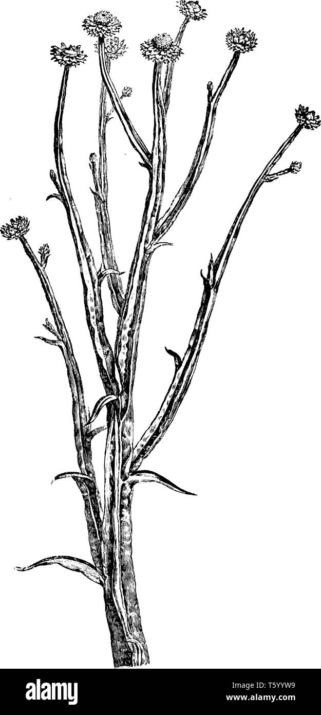 Ein Bild zeigt Blütenstand von ammobium Alatum Anlage. Die Blüten sind weiß mit gelben Diskette Röschen, in Staats ammobium alatum sind ein si Stock Vektor