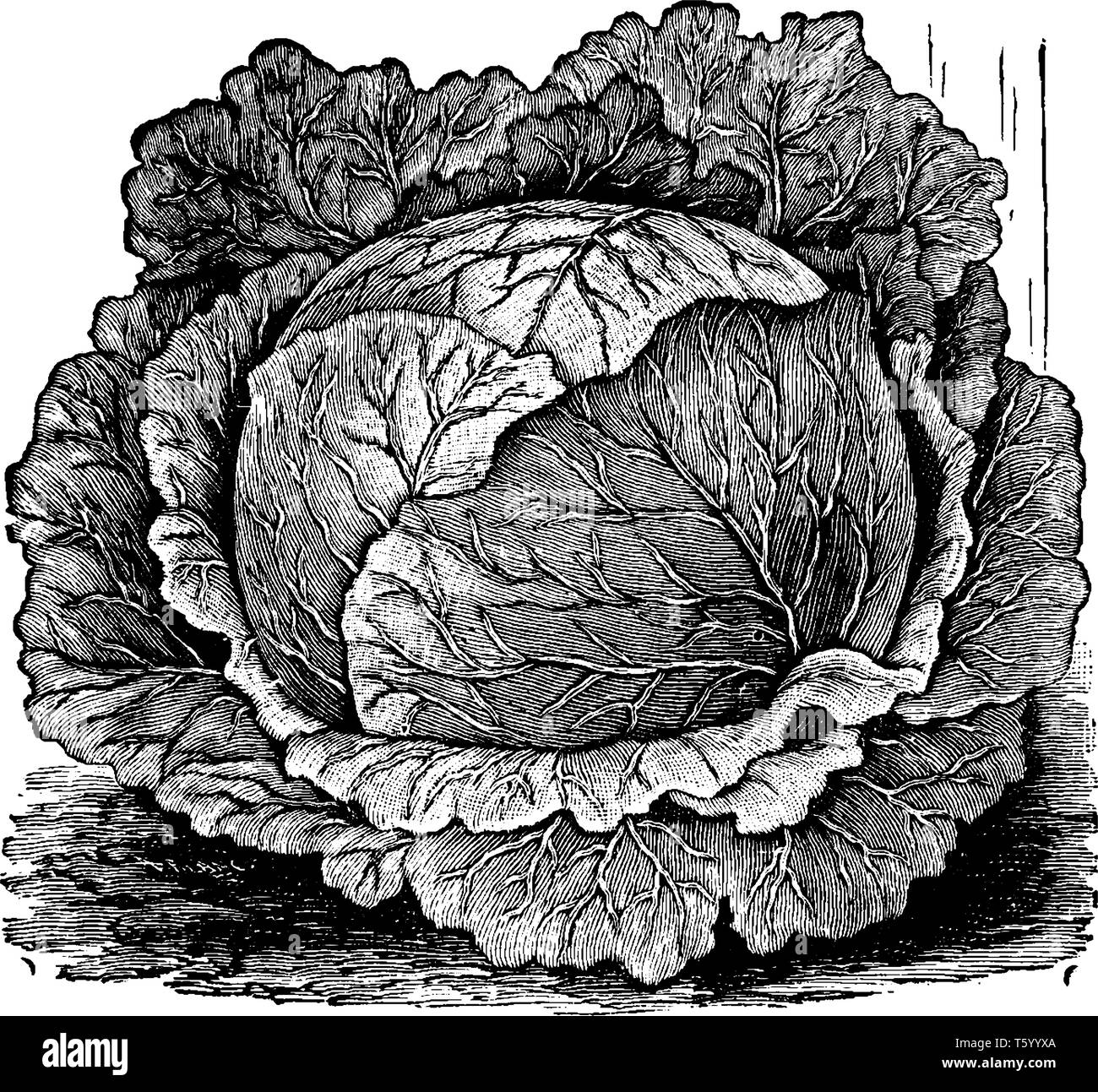 Dies ist das Image von Rawson Anfang Sommer Gemüse, d. h. Kohl. Es ist gross und Grün in der Farbe. Es ist einfach zu wachsen, vintage Strichzeichnung oder e Stock Vektor