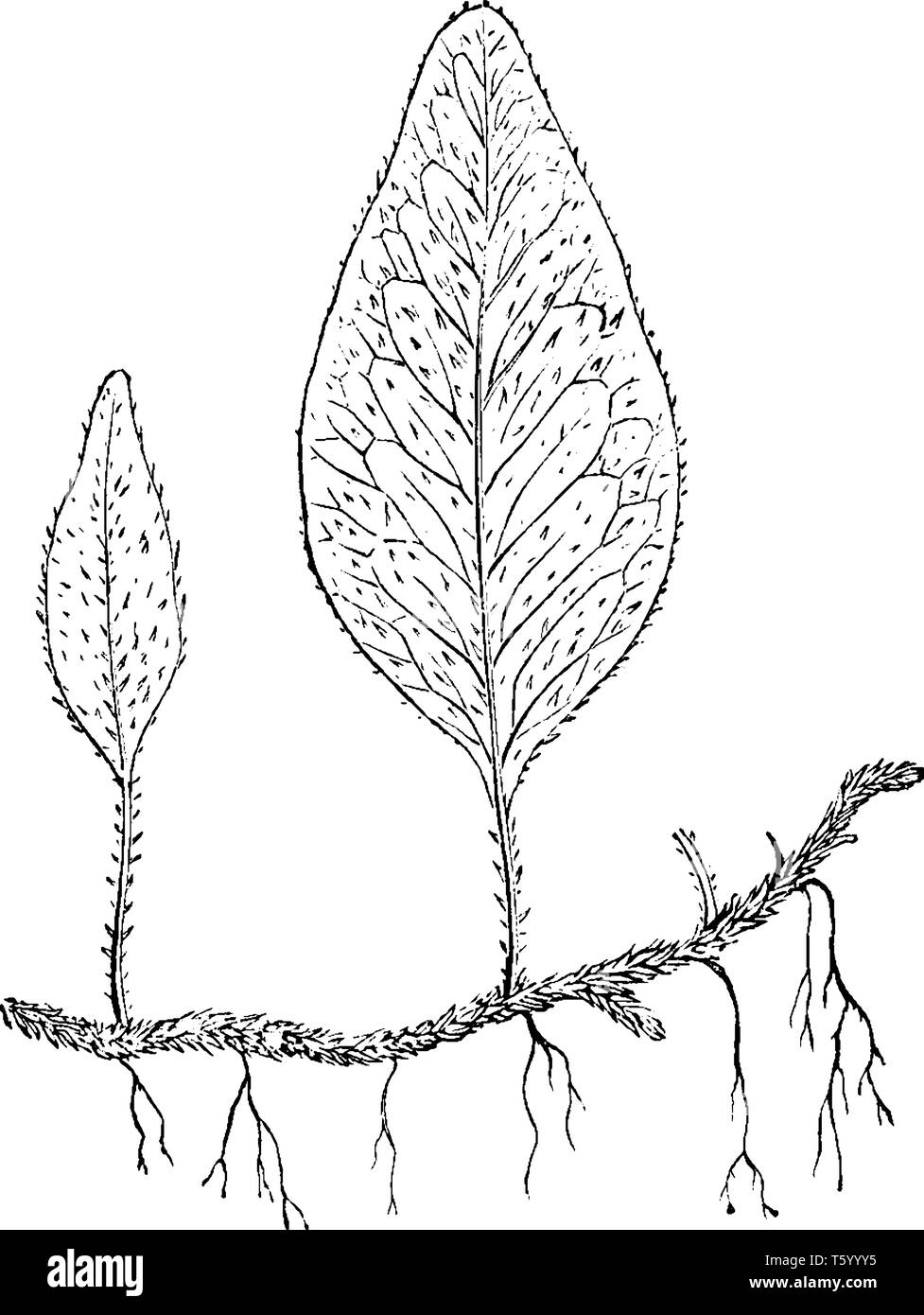 Das ist ein Bild von Polypodium Piloselloides Breite - schleichende Farn, die unfruchtbar sind länglich, vintage Strichzeichnung oder Gravur Abbildung. Stock Vektor