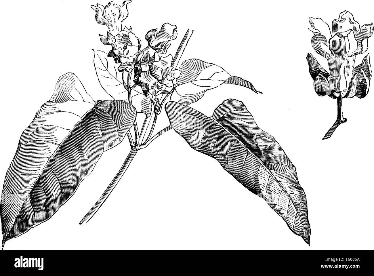 Dieses Bild zeigt Zweig der Physianthus Albens weiße Farbe Blume. Diese Blumen blühen im Juli Monat, vintage Strichzeichnung oder Gravur illu Stock Vektor