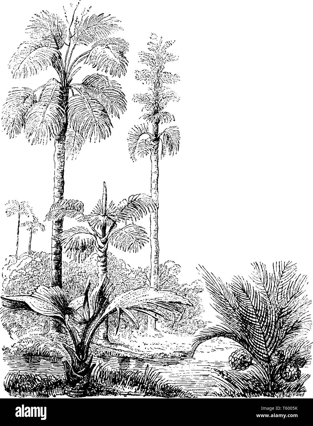 Ein Bild von Corypha Gebanga & Nipa fruiticans Palmen jenseits des Flusses, vintage Strichzeichnung oder Gravur Abbildung. Stock Vektor