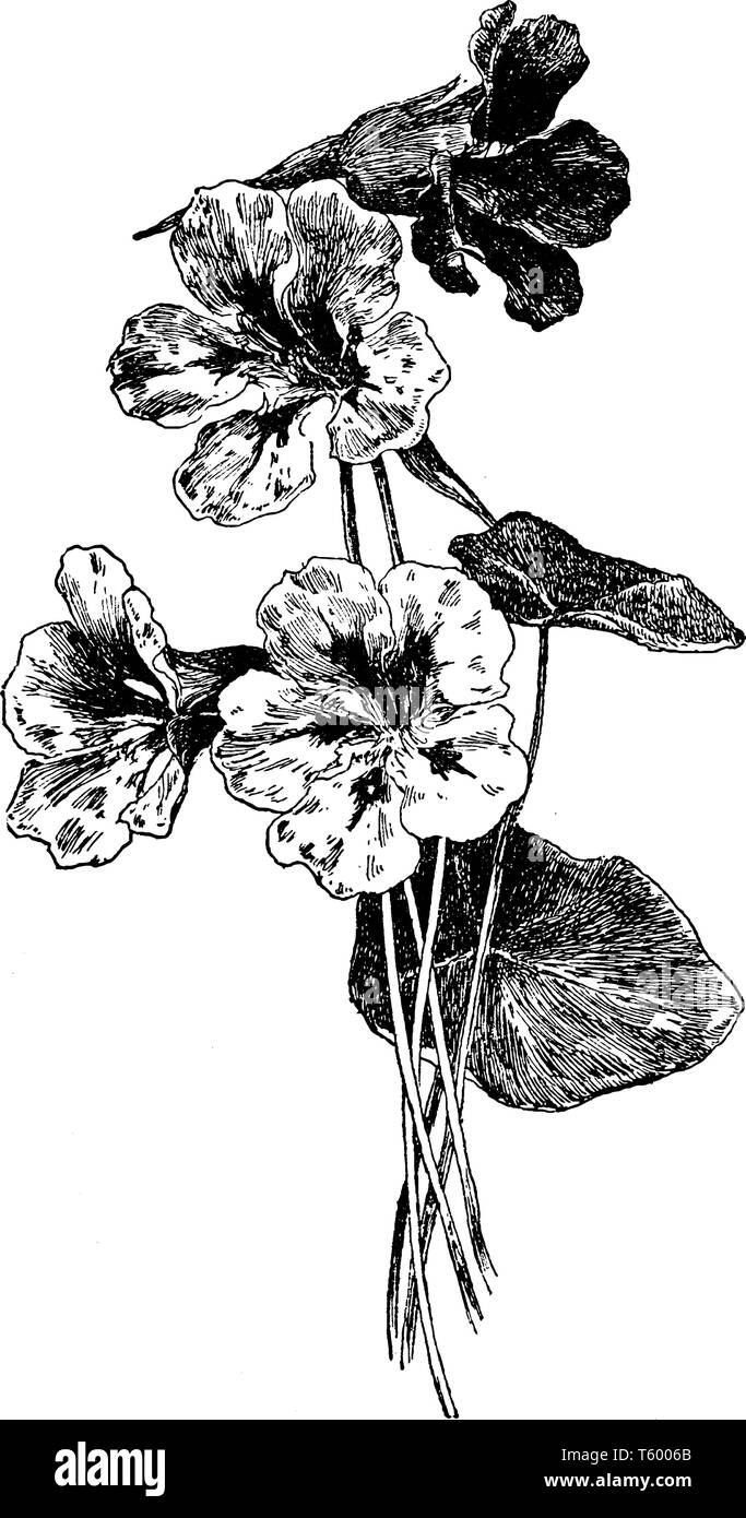 Kapuzinerkresse : ist eine blühende Pflanze in der Familie Tropaeolaceae mit Ursprung in die Anden von Bolivien Nord nach Kolumbien. Es ist Rot, die Farbe der Blumen, v Stock Vektor