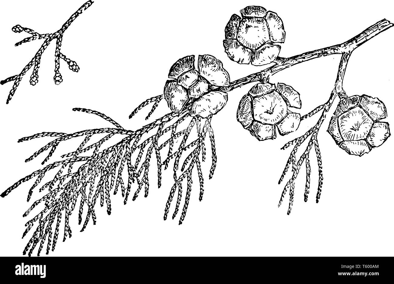 Monterey Zypressen lebt in der Nähe von dem Meer an der Westküste. Auch als Cupressus Macrocarpa bekannt. Eine Pflanzenart aus der Gattung der Zypressen, die endemisch auf der zentralen Küste ist Stock Vektor
