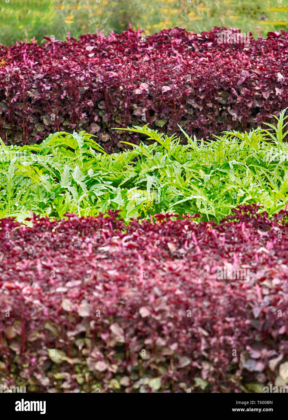 Bunte Salatblätter in Villandry Garten. Rote, grüne Linien der Salate im Chateau de Villandry, Loire Tal, Frankreich. Stockfoto