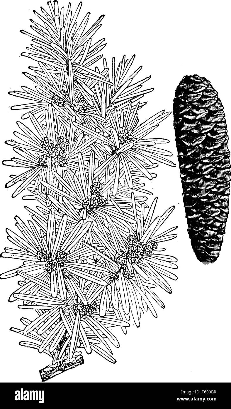 Dieser Baum ist als der Eingeborene von westlichen amerikanischen Boden genannt Hemlock bekannt. Dieser Baum ist in Japan, in der Regel in Form des Ornaments gesehen, vinta Stock Vektor