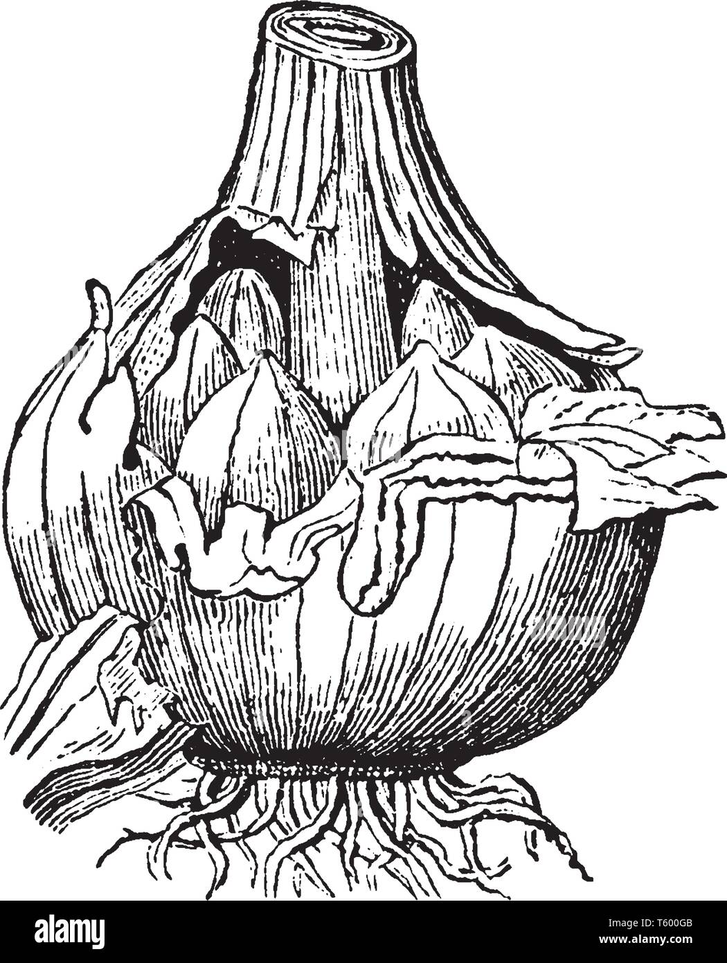 Ein Bild zeigt Knoblauch. Dies ist eine mehrjährige Pflanze, die Arten in der Gattung Zwiebel, Allium. Es hat für Lebensmittel und Aromastoffe in Traditiona verwendet. Stock Vektor