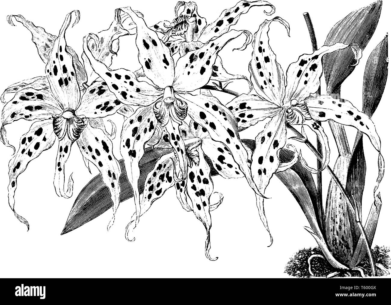 Pflanzen blühen im Frühling mit großen Blüten. Blumen sind Milch weiß mit Tief purpurn violett dunkle Flecken auf den Sepalen und Petalen. Sepalen und Petalen Stock Vektor