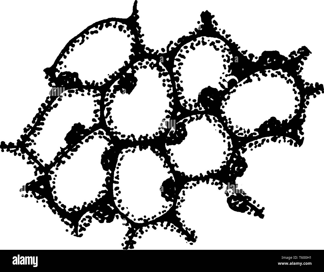Dieses Bild zeigt Stein Zellen. Es ist beginnen zu wachsen. Es ist der erste Schritt der wachsen, vintage Strichzeichnung oder Gravur Abbildung. Stock Vektor