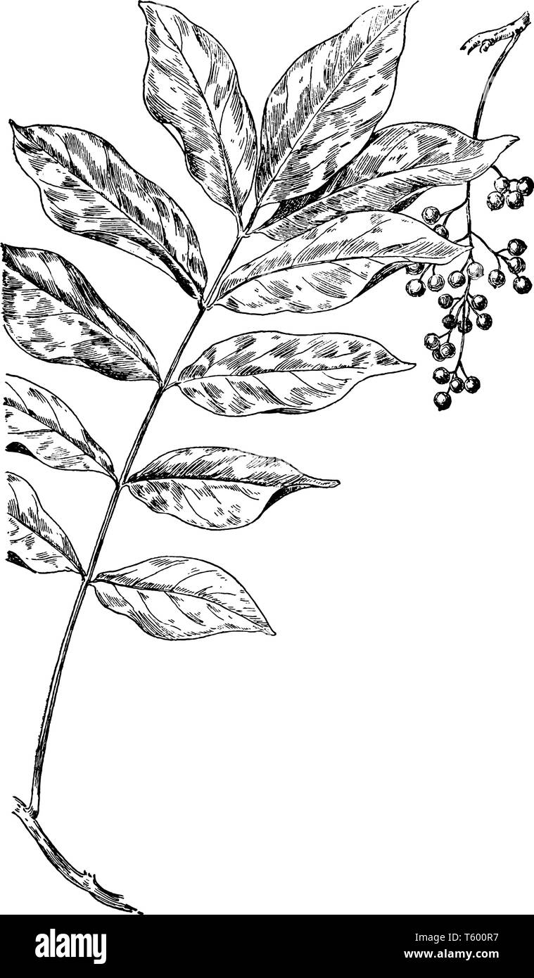 Poison Sumach ist eine sommergrüne, holzige Strauch oder kleiner Baum. Es ist eine Pflanzenart aus der Gattung der Toxicodendron, vintage Strichzeichnung oder Gravur Abbildung. Stock Vektor