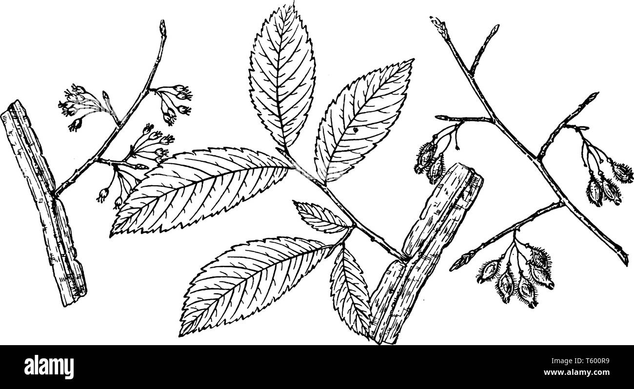 Ein Bild zeigt den Zweig der geflügelten Elm, auch als Ulmus Alata, die aus dem Süden der Vereinigten Staaten, vintage Strichzeichnung oder Gravur bekannt Stock Vektor