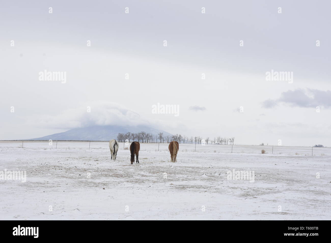 Drei Pferde mit Ute Berg im Winter Stockfoto