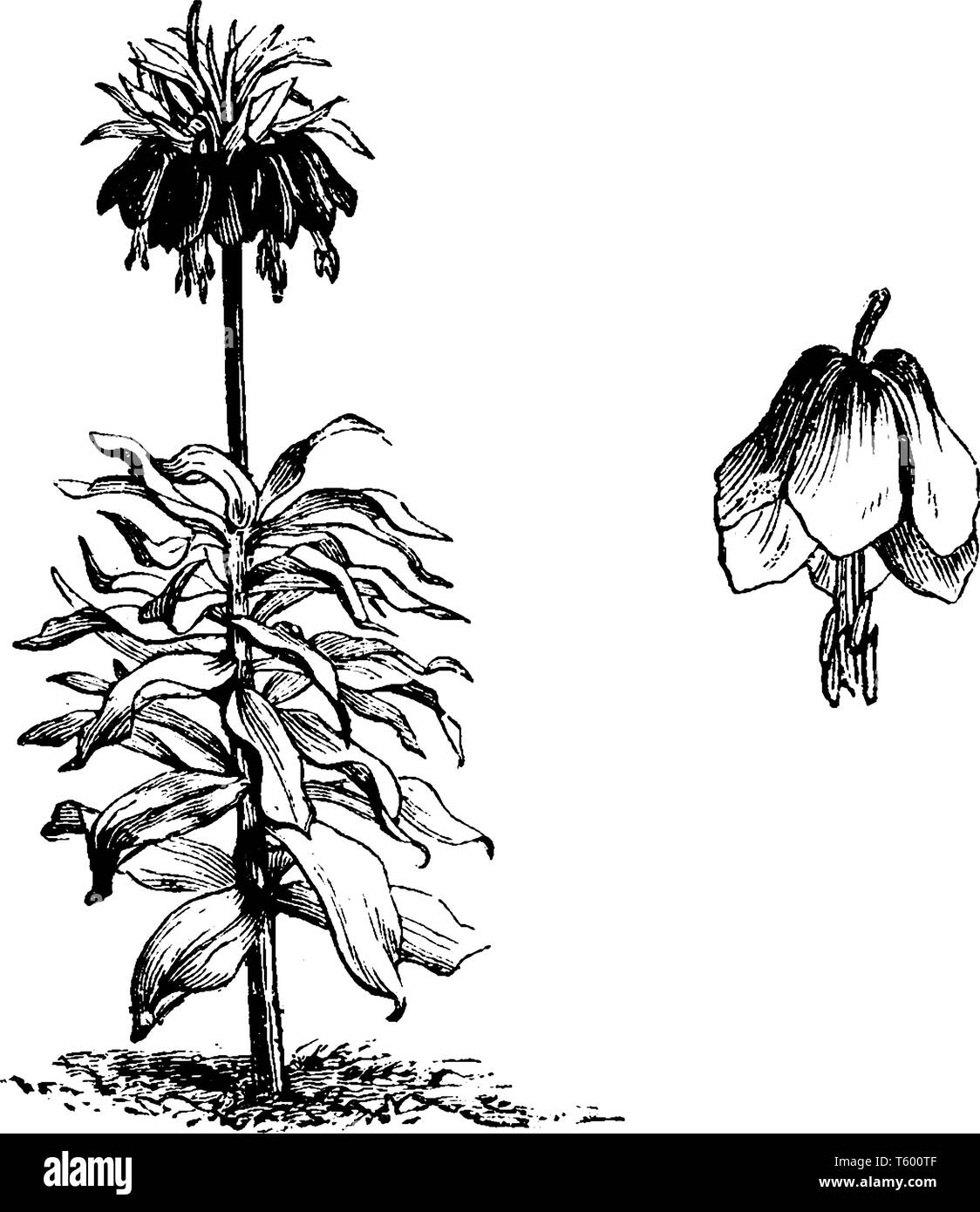 Bild der Fritillaria Meleagris Pflanze, prominente Wirtel der 3-5 nach unten schauenden Blüten an der Spitze der Stengel, von einem 'Krone' der kleine Blätter, vint gekrönt Stock Vektor