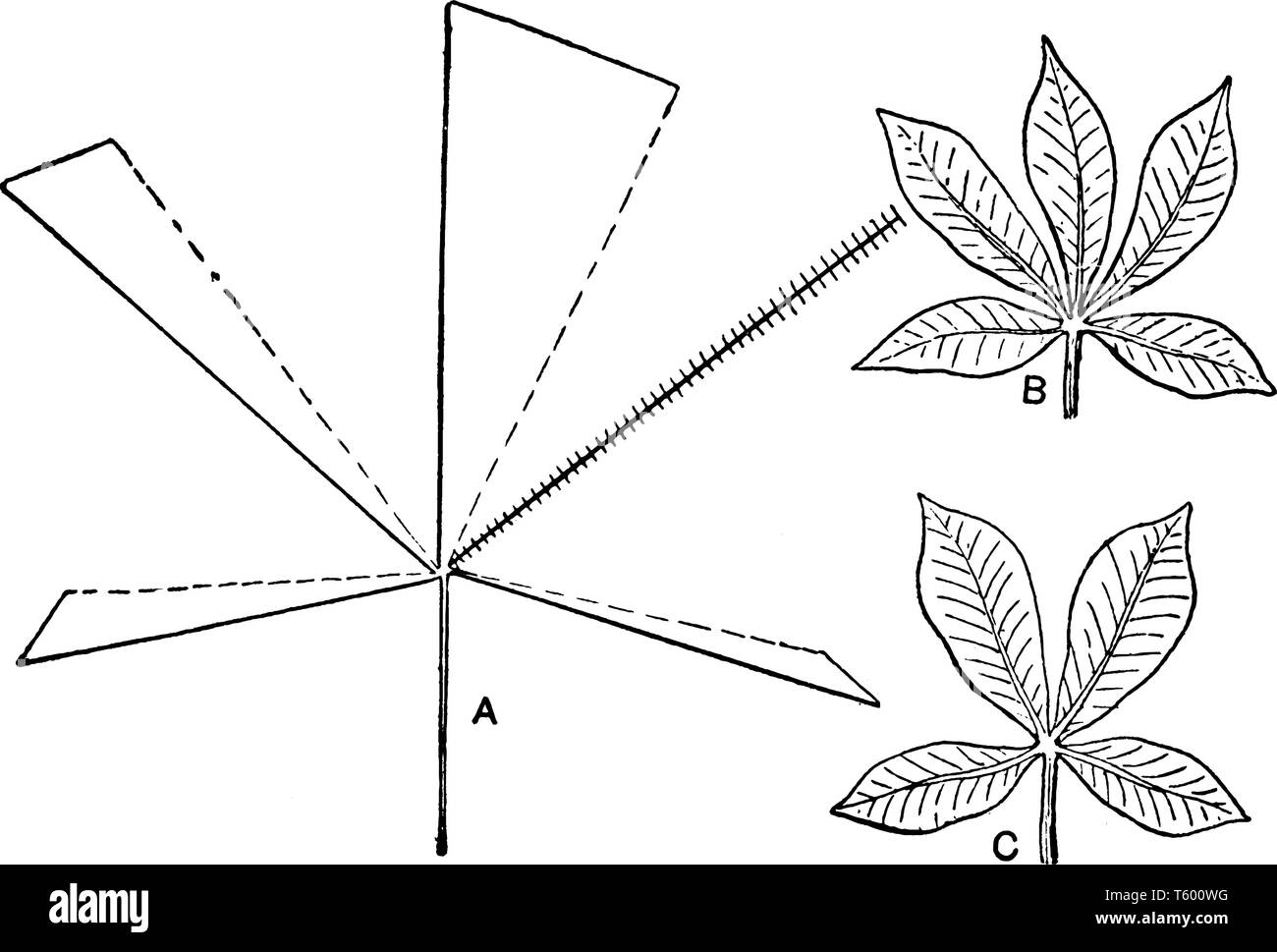 Ein Bild oder eine Grafik, die die Wirkung des aus einer Broschüre von einem palmately compound Leaf, vintage Strichzeichnung oder Gravur Abbildung. Stock Vektor