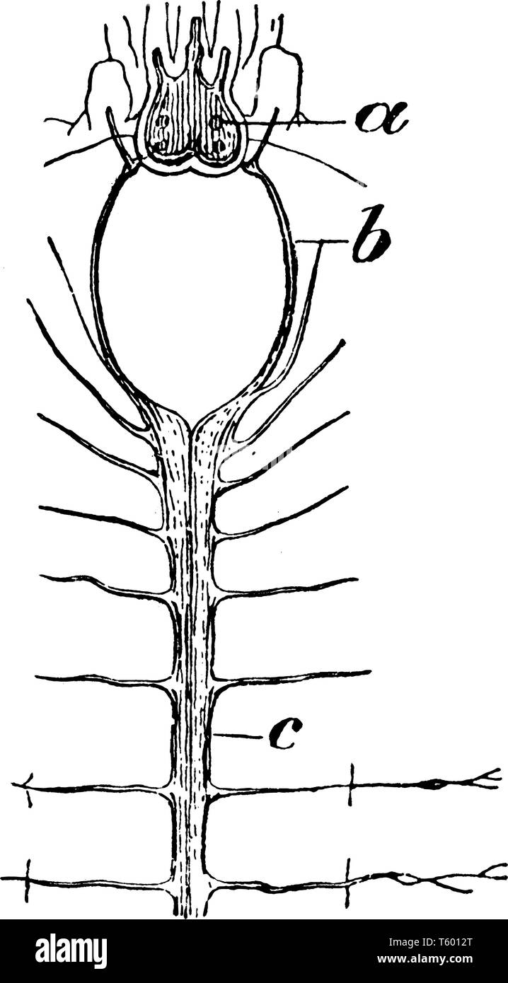 Maßstab Wurm Nervensystem, in der zerebralen Ganglien durch die speiseröhre Ring angeschlossen, vintage Strichzeichnung oder Gravur Abbildung. Stock Vektor