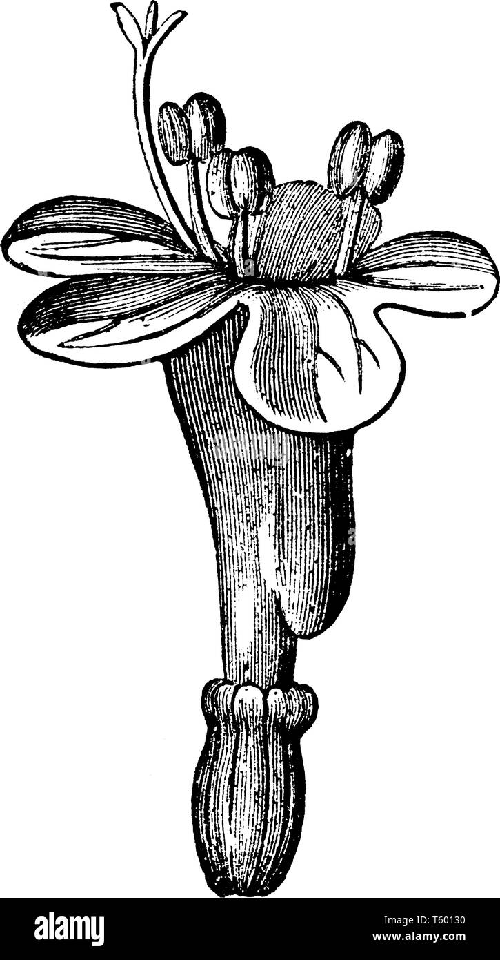 Baldrian Blume ist schöne rosa und weiße Blume, vintage Strichzeichnung oder Gravur Abbildung. Stock Vektor