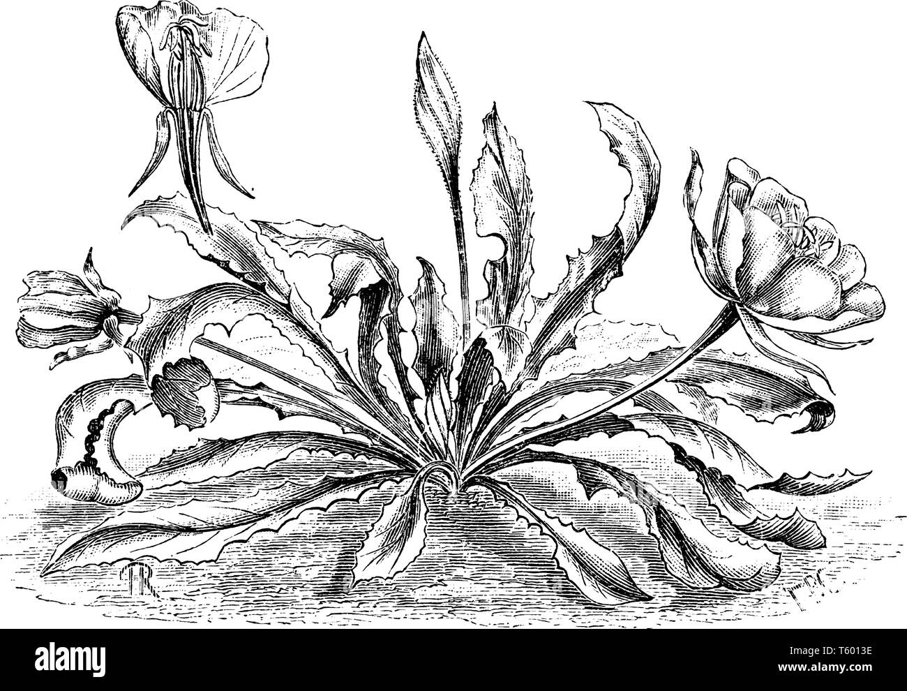 Die Blumen blühen im Juli. Es ist eine Vielzahl von Nachtkerzenöl mit weißen Blumen, die vier Zoll im Durchmesser. Es ist die Art der Gattung der Familie Stock Vektor