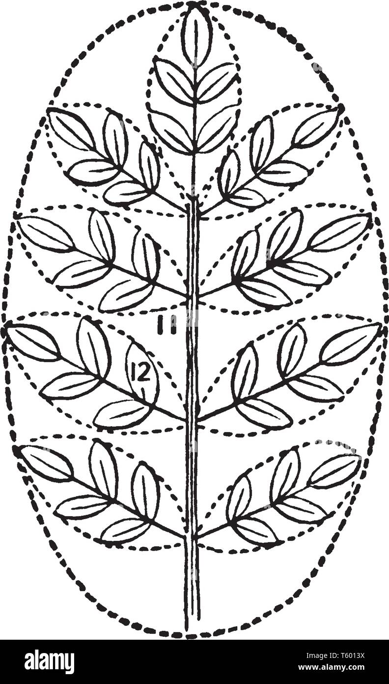 Ein Bild von zusammengesetzten Blättern. Die Blätter sind Palmately Compound mit fünf Flugblätter auf Stammzellen, vintage Strichzeichnung oder Gravur Abbildung. Stock Vektor