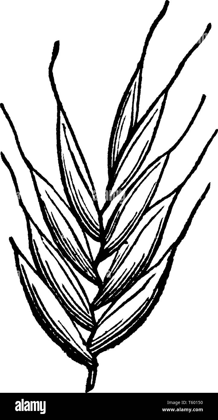 Dieses Bild zeigt einen Teil der Italienischen ray Gras, Blätter, Blätter sehr kurz sind und dünnen oberen Seite der Blätter ist behaart, Blätter am Zweig, Stock Vektor