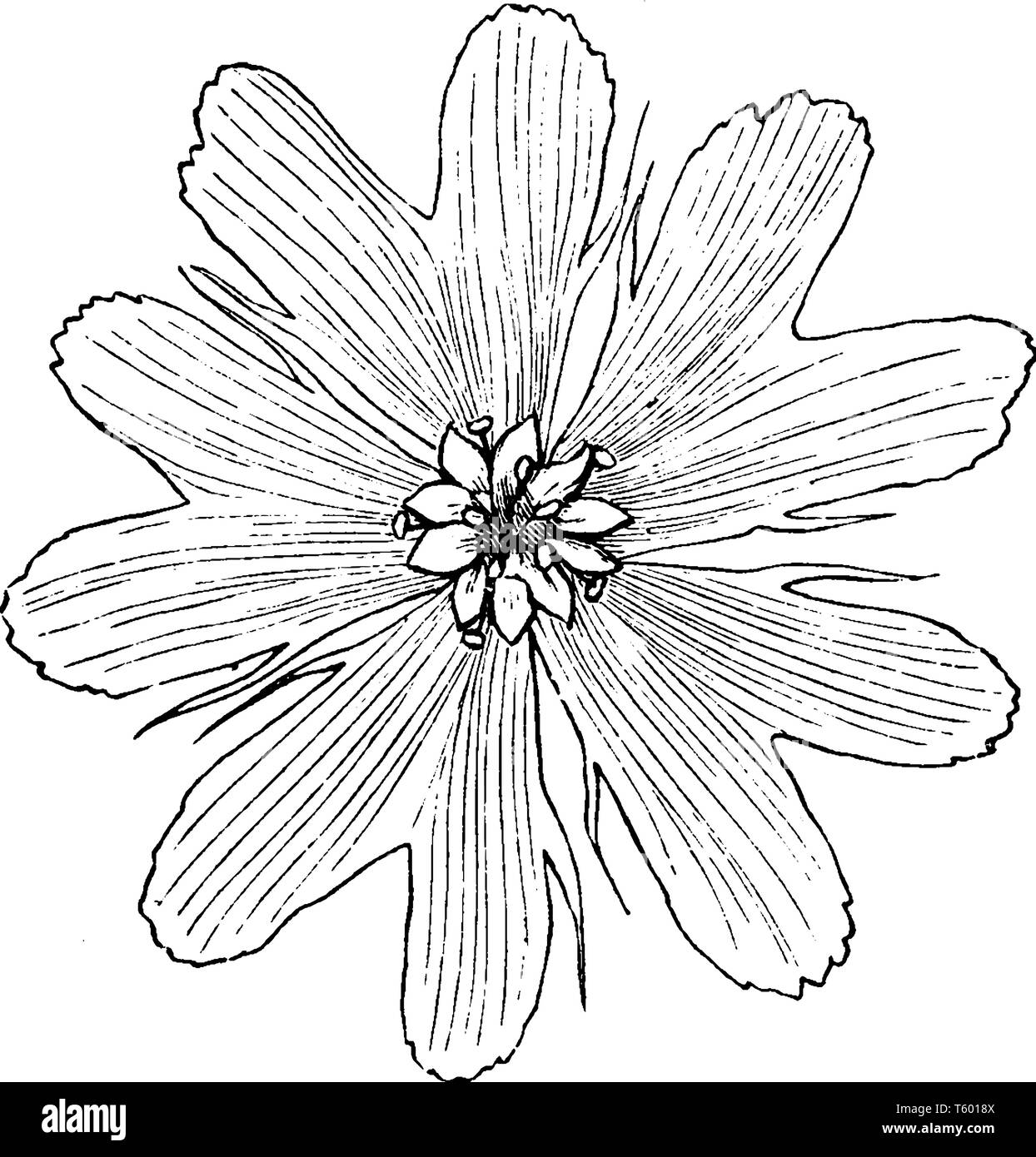 Lupinus fulgens ist ein Rot-blühenden Pflanze. Die Blüten sind rot oder dunkelrot und Sie blühen im Sommer, vintage Strichzeichnung oder Gravur Abbildung. Stock Vektor