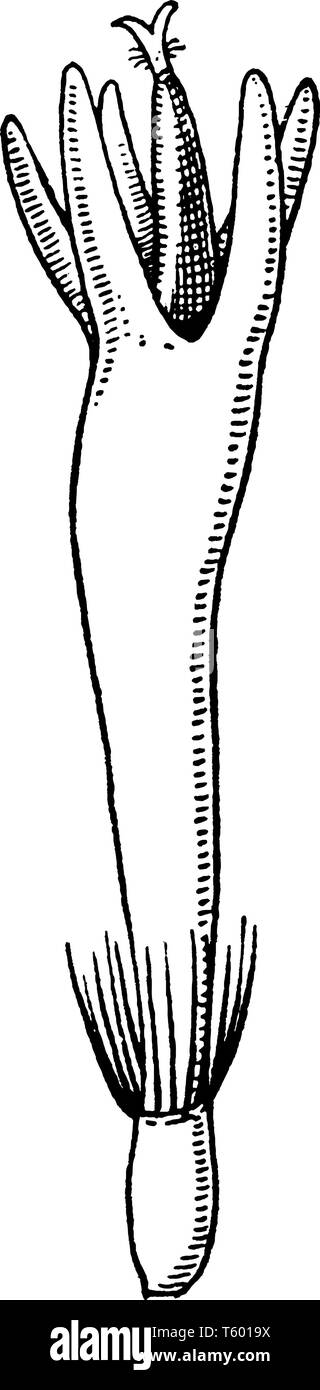 Kornblume ist eine Europäische composite Pflanze, die in Getreidefeldern. Es ist kultiviert als Zierpflanze blau zu weiß Blüten hat, vintage Line Stock Vektor