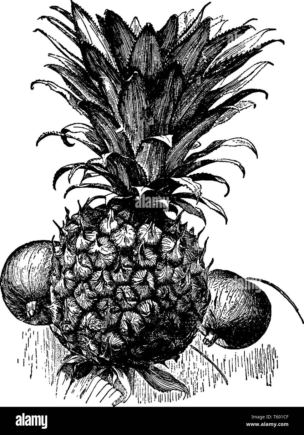 Ein Bild, Frucht von Ananas, das ist eine köstliche tropische Früchte. Eine süße, gelbe Früchte, ähnlich einer Pine Cone, vintage Strichzeichnung oder engrav Stock Vektor