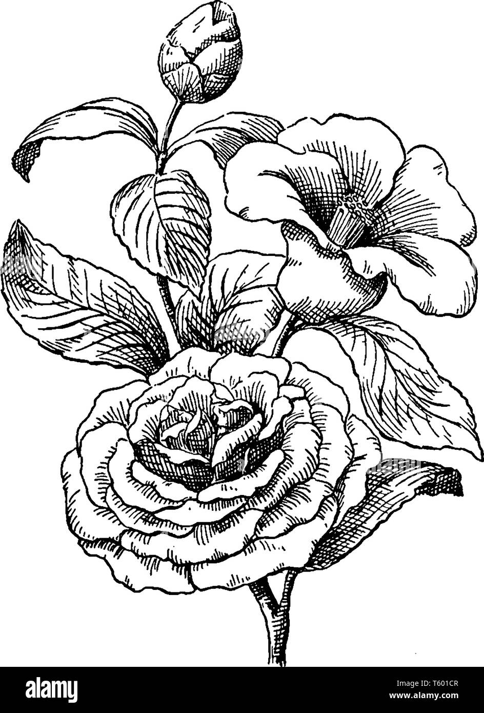 Camellia ist eine blühende Pflanze. Es ist eine immergrüne Pflanze in Rot, Rosa, Gelb, großen Blüten, vintage Strichzeichnung oder Gravur Abbildung. Stock Vektor