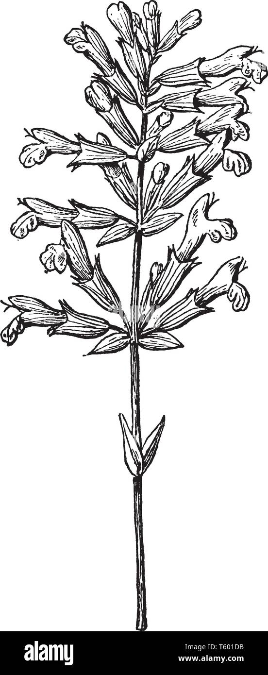 Ein Bild zeigt den Zweig und Blumen der Gemeinsamen Salbei Pflanze, eine gemeinsame Küche und ein Heilkraut. Es ist auch mit Tees, vintage Strichzeichnung verwendet Stock Vektor