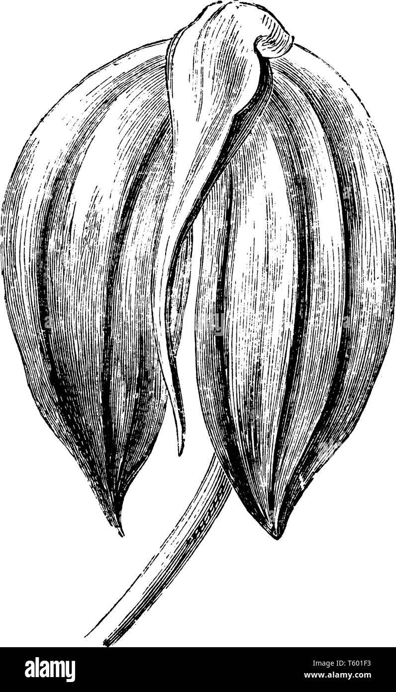 Eine Illustration der masdevallia pratensis Blume ist eine Pflanzenart aus der Gattung der Orchideen endemisch in Kolumbien. Die Blume ist hell feurig rot und tief schattigen mit crimso Stock Vektor