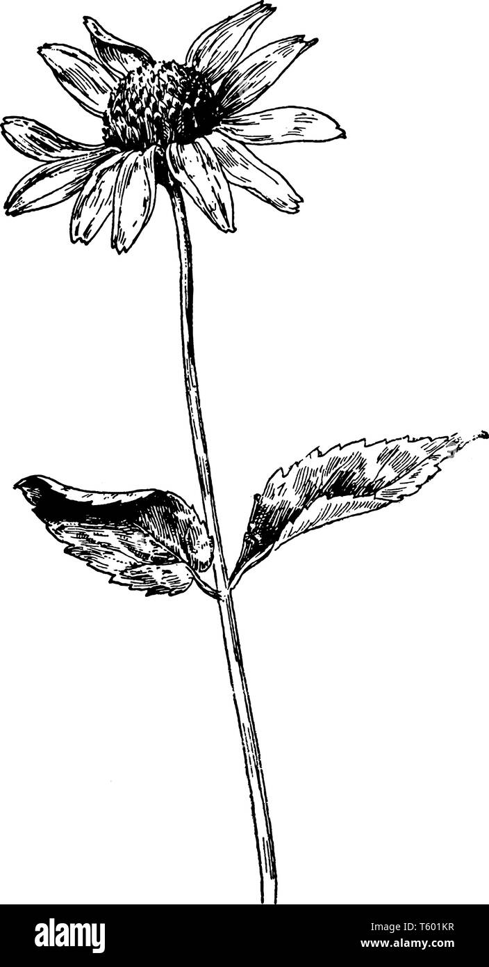 Glatte Oxeye ist eine Art von Blumen, die in verschiedenen Formen und Farben, und es ist auch bekannt, wie Sonnenblumenöl, vintage Strichzeichnung oder Gravur illu Stock Vektor