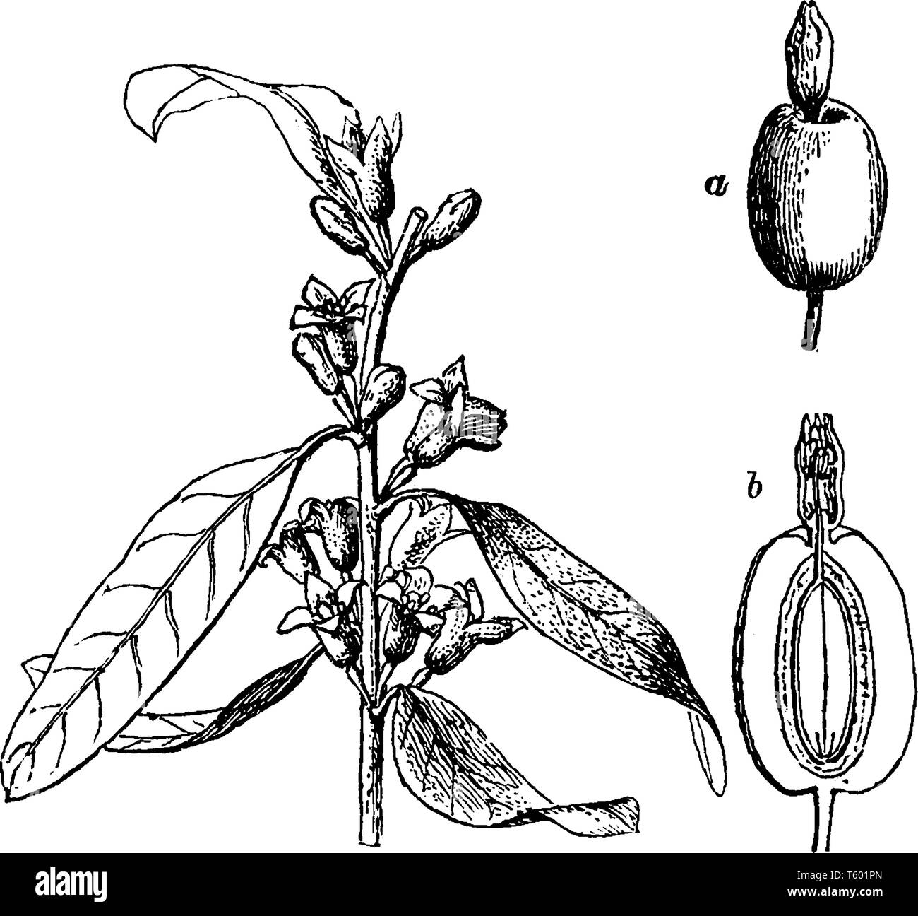 Oleaster, bedeutet eine Pflanze wie eine Olive, aber weniger wertvoll (vgl. poetaster), kann: wilde Olivenbäume, die zugelassen wurden, freien Lauf angewendet werden Stock Vektor