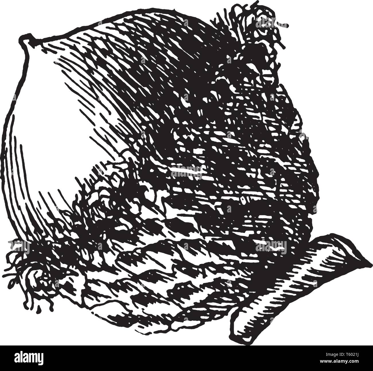 Ein Bild, das Acorn von Bur oak Obst, vintage Strichzeichnung oder Gravur Abbildung. Stock Vektor