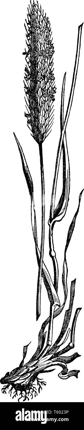 Dieses Bild ist eine Wiese Fuchsschwanz. Stängel sind rund und lang. Awn ist lang und spitz. Blütenknospe wachsen auf dem Kopf von Gras, vintage Strichzeichnung oder engra Stock Vektor