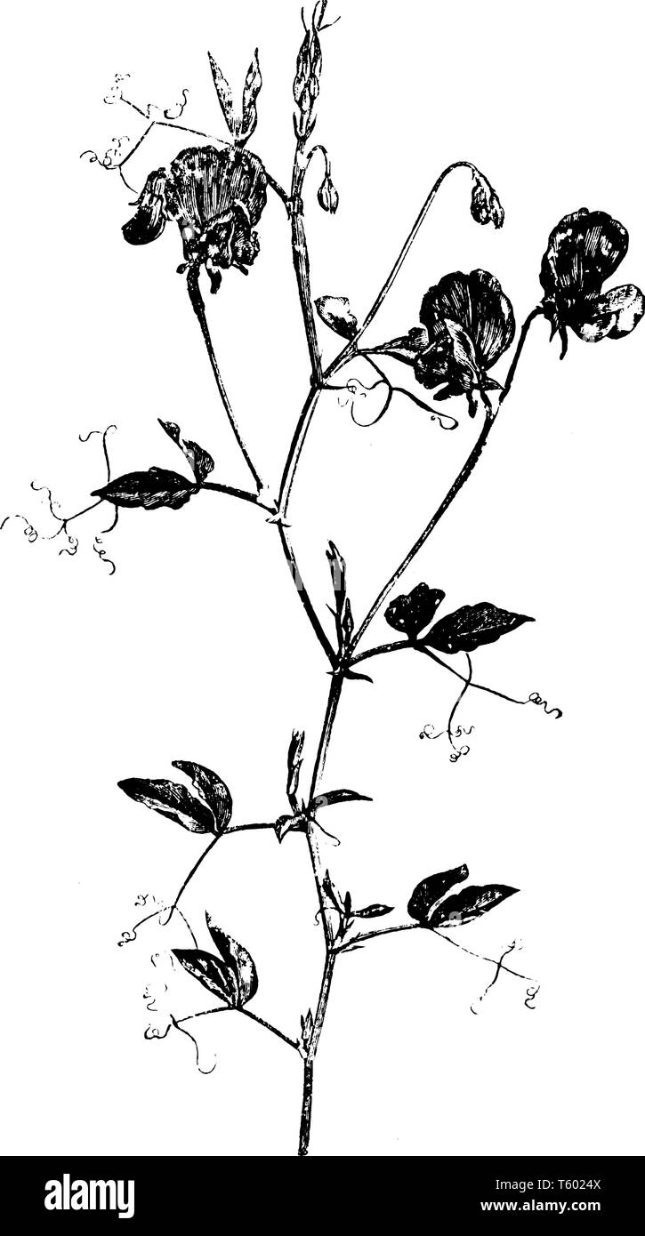 Ein Bild von Lathyrus Odoratus Anlage. Jede penduncle hat zwei oder drei Blumen. Sie blühen sind duftende und in verschiedenen Farben erhältlich, vintage Line drawin Stock Vektor