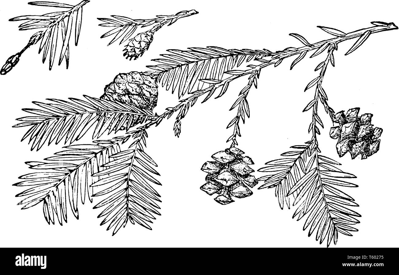 Dieses Bild zeigt Pine Cone an einer Filiale Redwood Baum mit Blätter & Blumen Dies ist auch als Sequoia Sempervirens, vintage Strichzeichnung oder en bekannt Stock Vektor