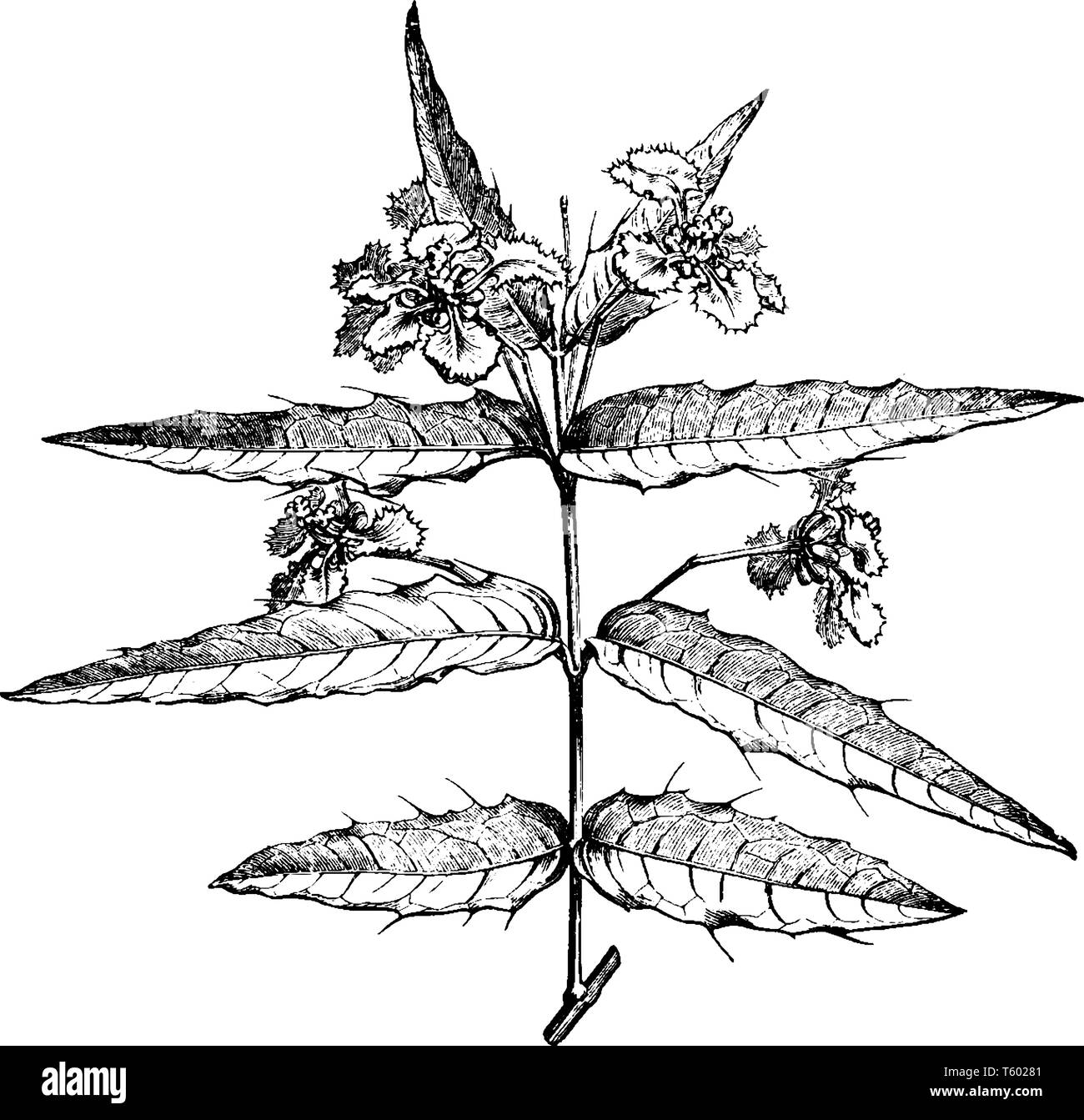 Arten der Blume, die in diesem Bild ist eine gelbe, rote oder rosa Farbe der Blüte in den Monat August. Diese Blumen genannt Malpighia Aqu Stock Vektor