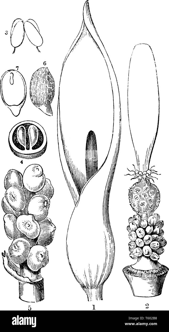 Dieses Bild ist Teil der Wild Arum das - spatha von Arum maculatum; eine anthere; ein Cluster von reifen Früchten, Samen, vintage Strichzeichnung oder Stock Vektor