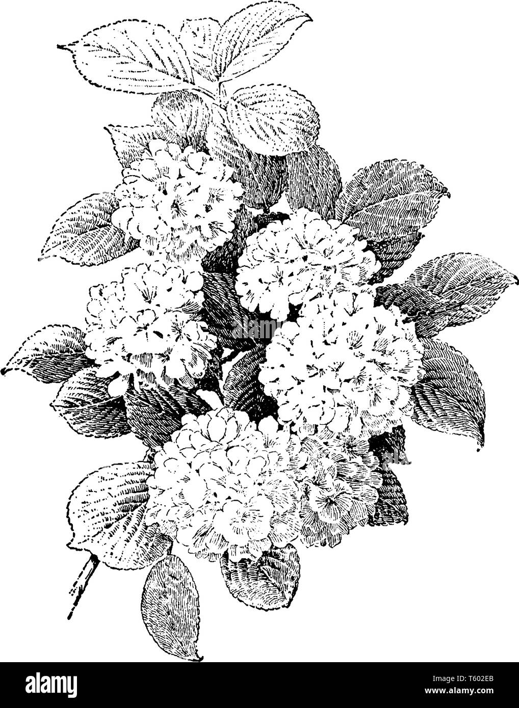 Dieses Bild zeigt einen kleinen Strauch Viburnum Plenum genannt, gehört zu den Obstbaum Honig geben, vintage Strichzeichnung oder Gravur Abbildung. Stock Vektor