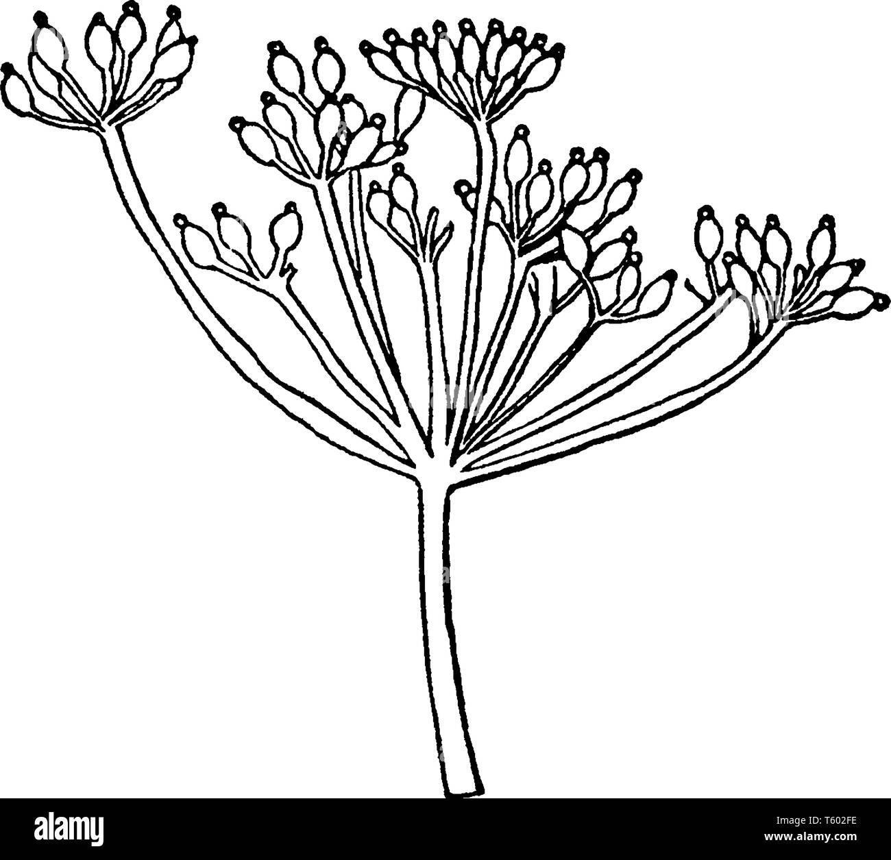Ein Bild oder eine Grafik, die den dolde Anordnung der Blüten, die besteht aus einer Reihe von kurzen Blütenstiele, die von einem gemeinsamen Punkt verteilt, Stock Vektor
