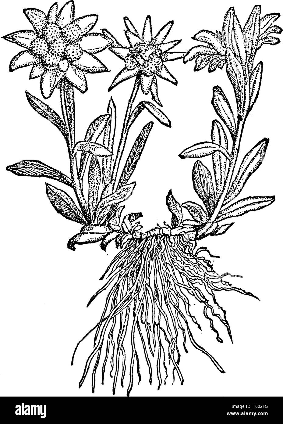 Ein Bild zeigt, das auch als Edelweiss Leontopodium alpinum bekannt. Dies ist ein bekannter Berg Blume, die zu den Asteraceae oder Sonnenblumen fam Stock Vektor