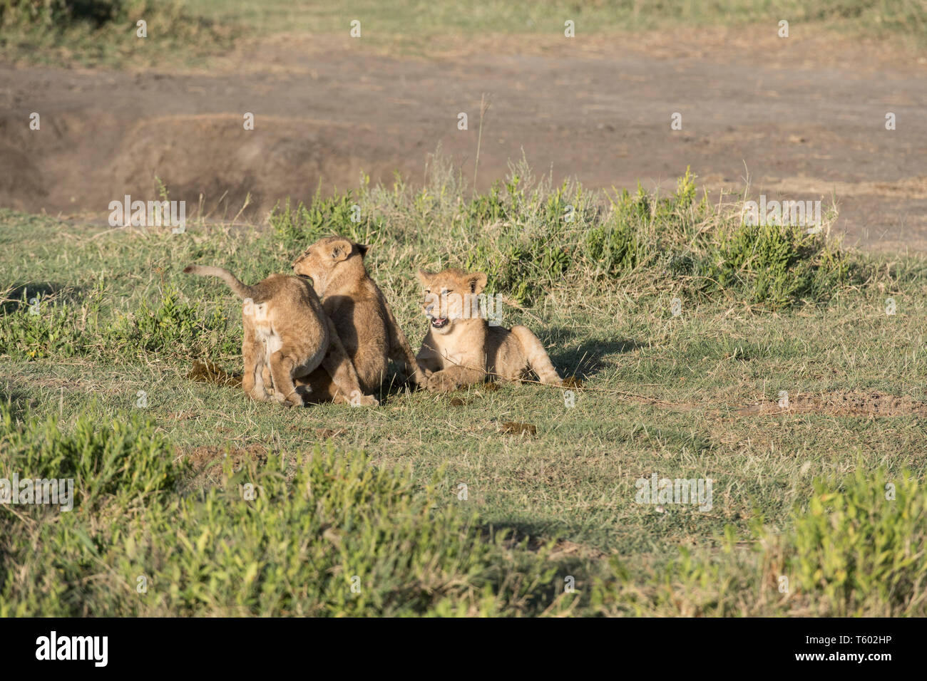 Lion Cubs spielen, Ndutu, Tansania Stockfoto
