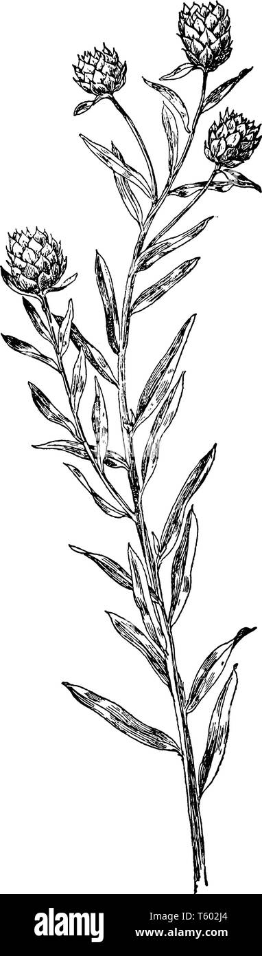 Das ist Bild von Adenia Sanguinea Blume, die auch als lila milkwort oder Feld milkwort bekannt. Es ist in der Regel in Nordamerika gefunden, Vintage li Stock Vektor