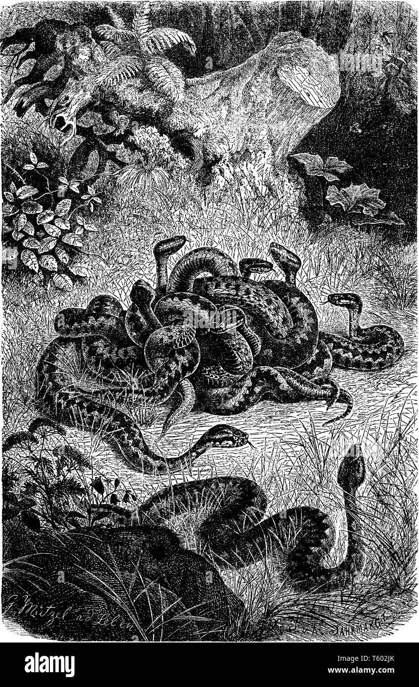 Nest von Vipern, wo viele Schlangen für ihre große Schönheit der Farbgebung oder für das Muster ihrer Markierungen sind bemerkenswert, vintage Strichzeichnung oder engra Stock Vektor