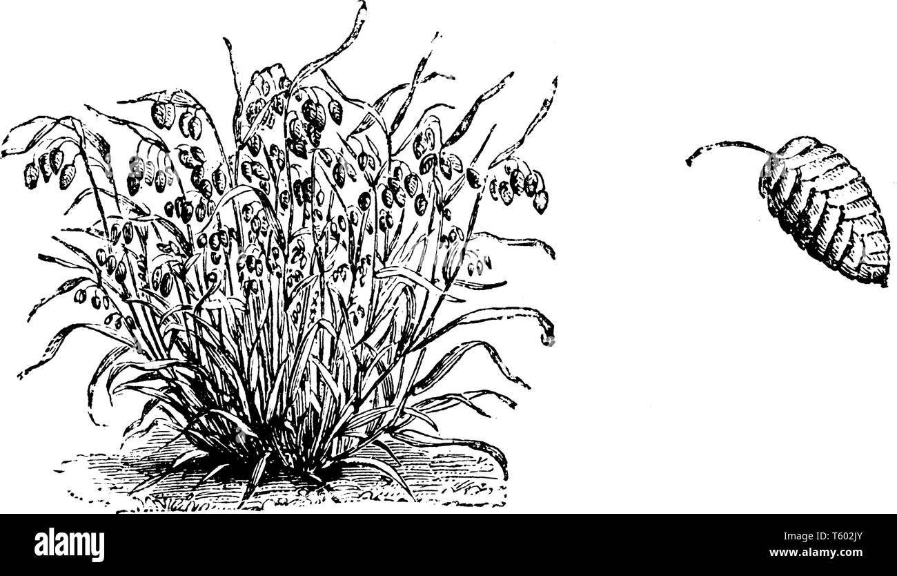 Das ist Bild der Blume des Briza Maxima. Die Stängel sind in der Regel nicht verzweigt und Unbehaart sind auch die Blumen blühen im Juni und Juli, vintage Line dra Stock Vektor