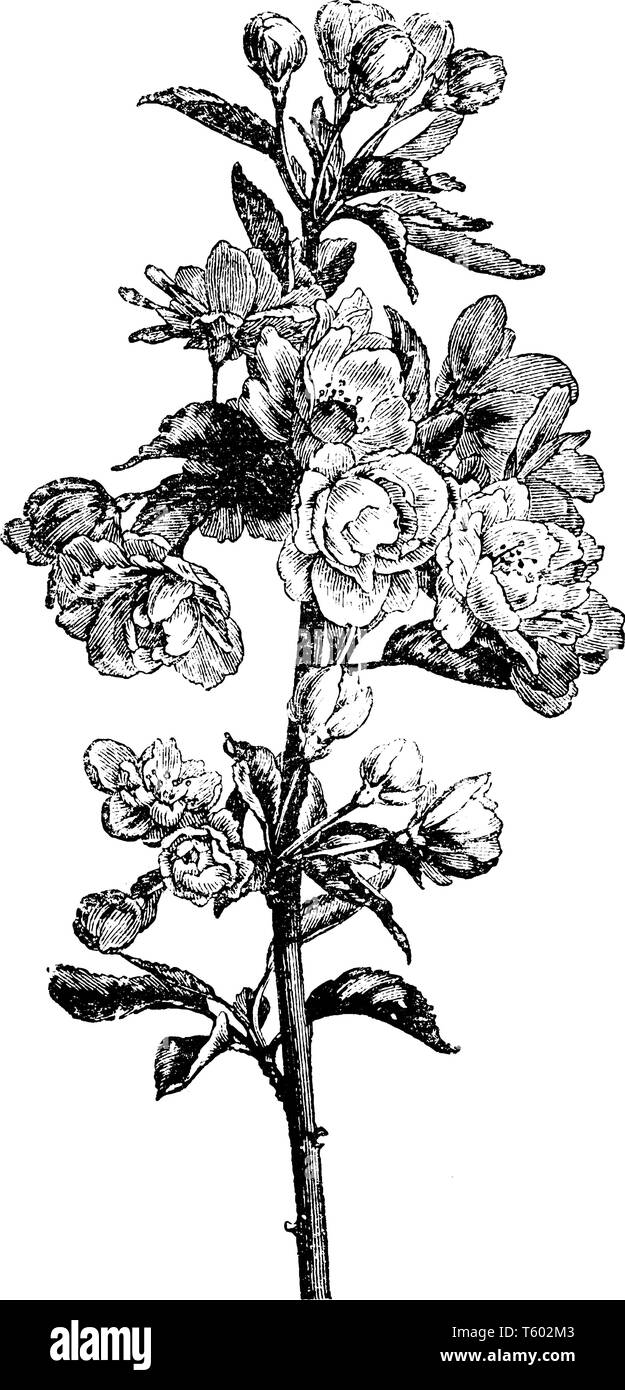 Apple Blossom (Pyrus Coronaria) ist Arkansas State Flower gehört zur Familie der Rosaceae, haben fünf rosa und weißen Blüten, grüne Blätter, Vintage l Stock Vektor