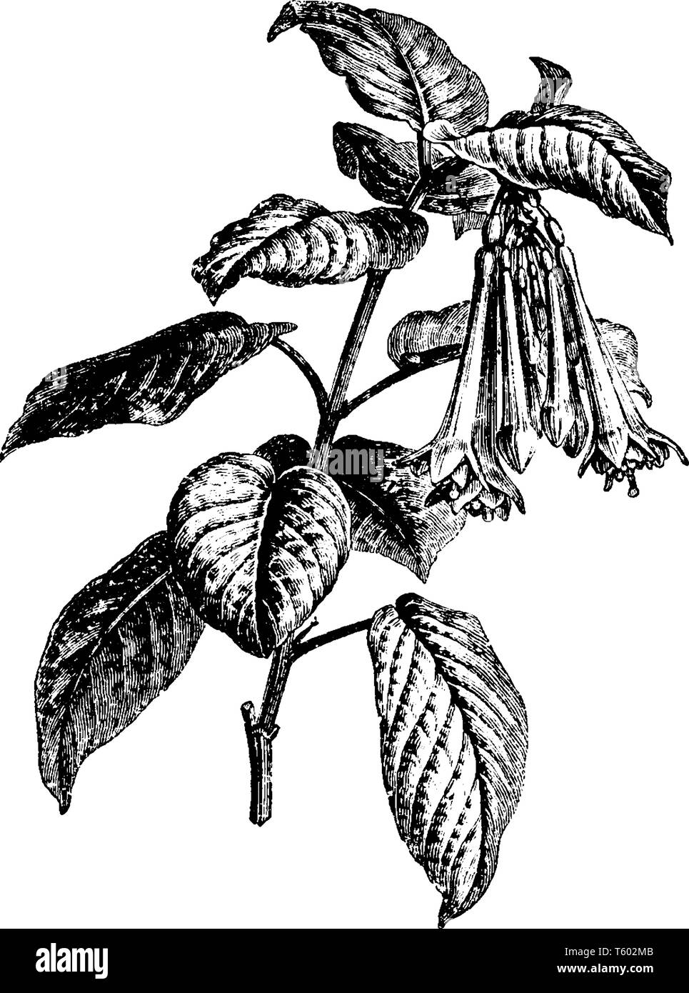 Die Blumen von Fuchsia Fulgens Anlage sind rötlich, die Blätter sind in die entgegengesetzte Richtung und die Blumen blühen das ganze Jahr gefaltet, Vintage l Stock Vektor