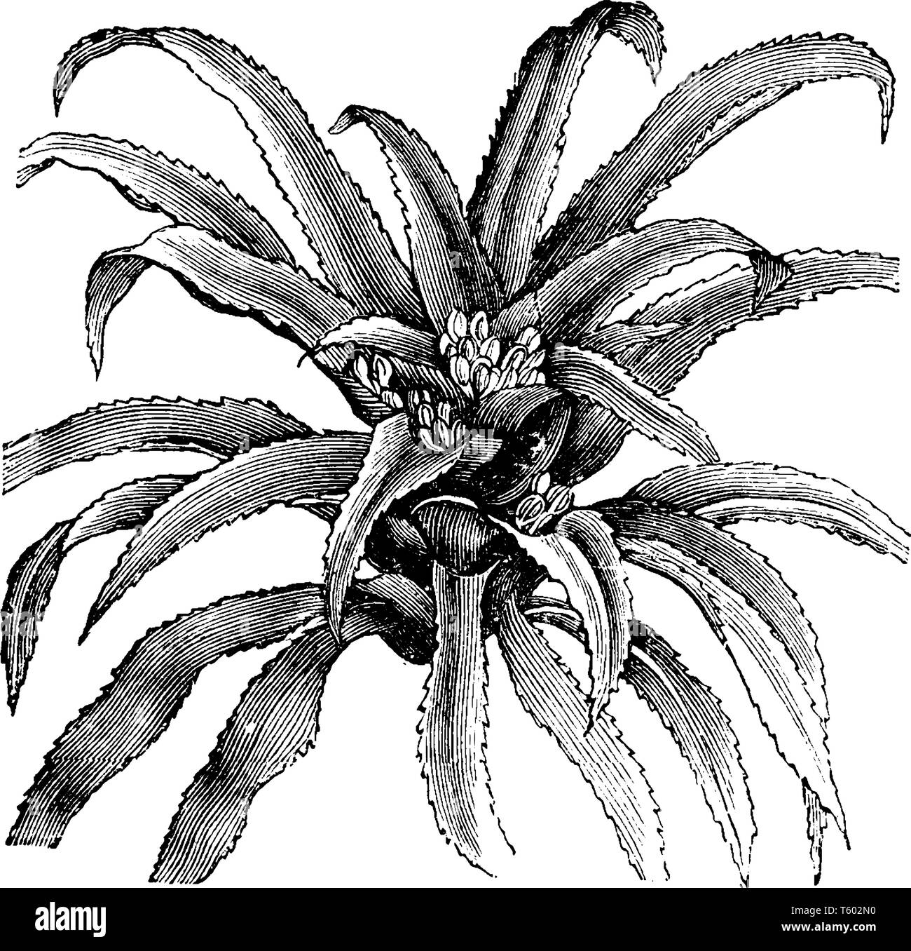 Die blühenden Pflanzen Caratas Scheremetiewi ist allgemein als Bromeliads in Familie Bromeliaceae bekannt. Fast 3475 bekannten Arten im tropischen Amerika gefunden Stock Vektor